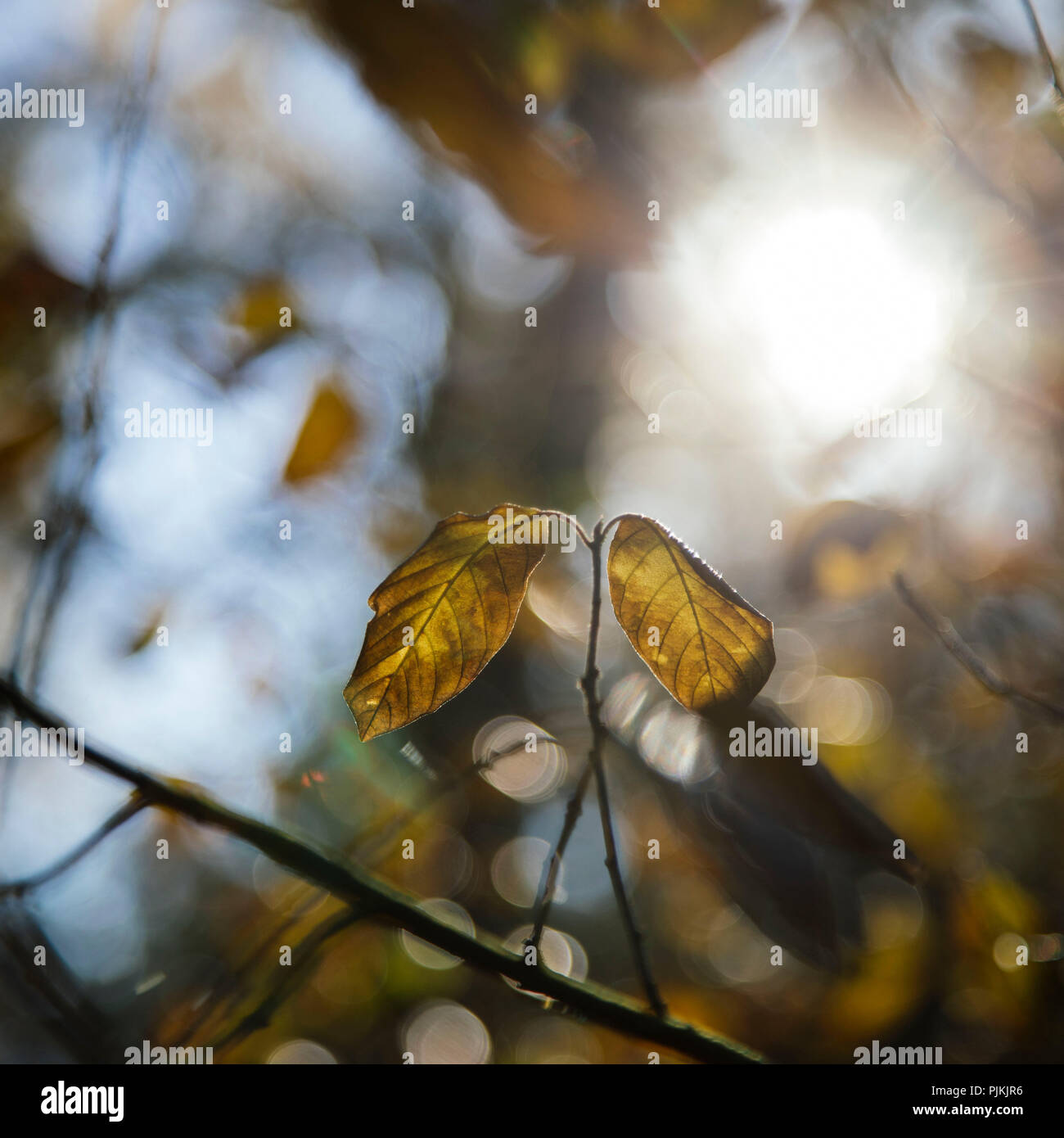 Spaziergang im Teutoburger Wald in der Wistringhauser Senne in der Nähe von Oerlinghausen, warmer und sonniger Tag im Oktober, herbstliche Stimmung Stockfoto
