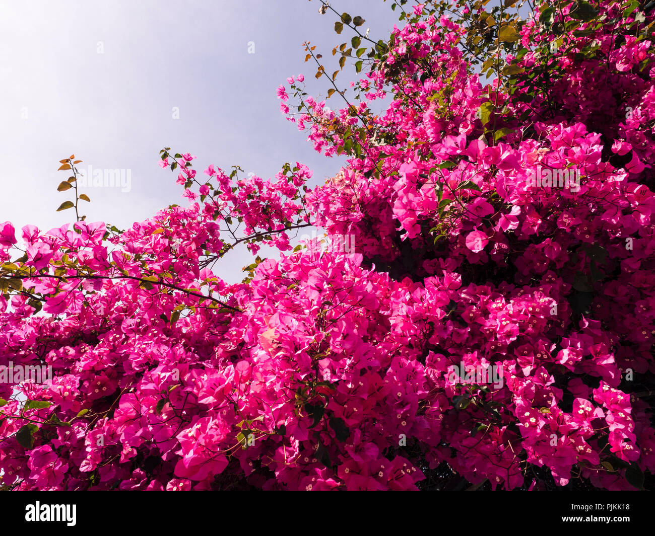Rosa in der Blüte Stockfoto