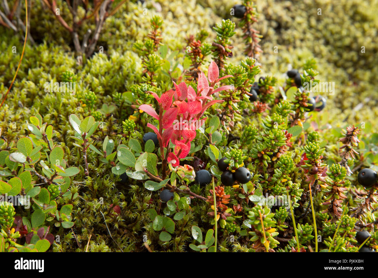 Island, Moos - Lavagestein, Rot blueberry Laub und Heidelbeeren abgedeckt Stockfoto