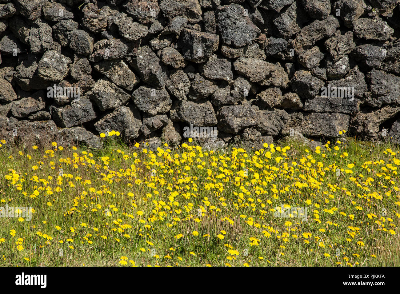 Island, Steinmauer von Lavasteinen, gelbe Blume Wiese Stockfoto