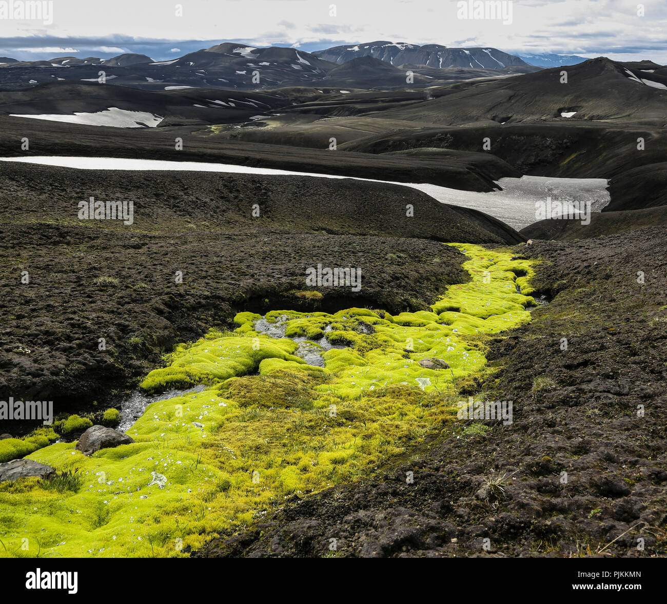 Island, giftgrün Moos an einem kleinen Bach im schwarzen Lavasand, Wüste, Schnee und Berge Stockfoto