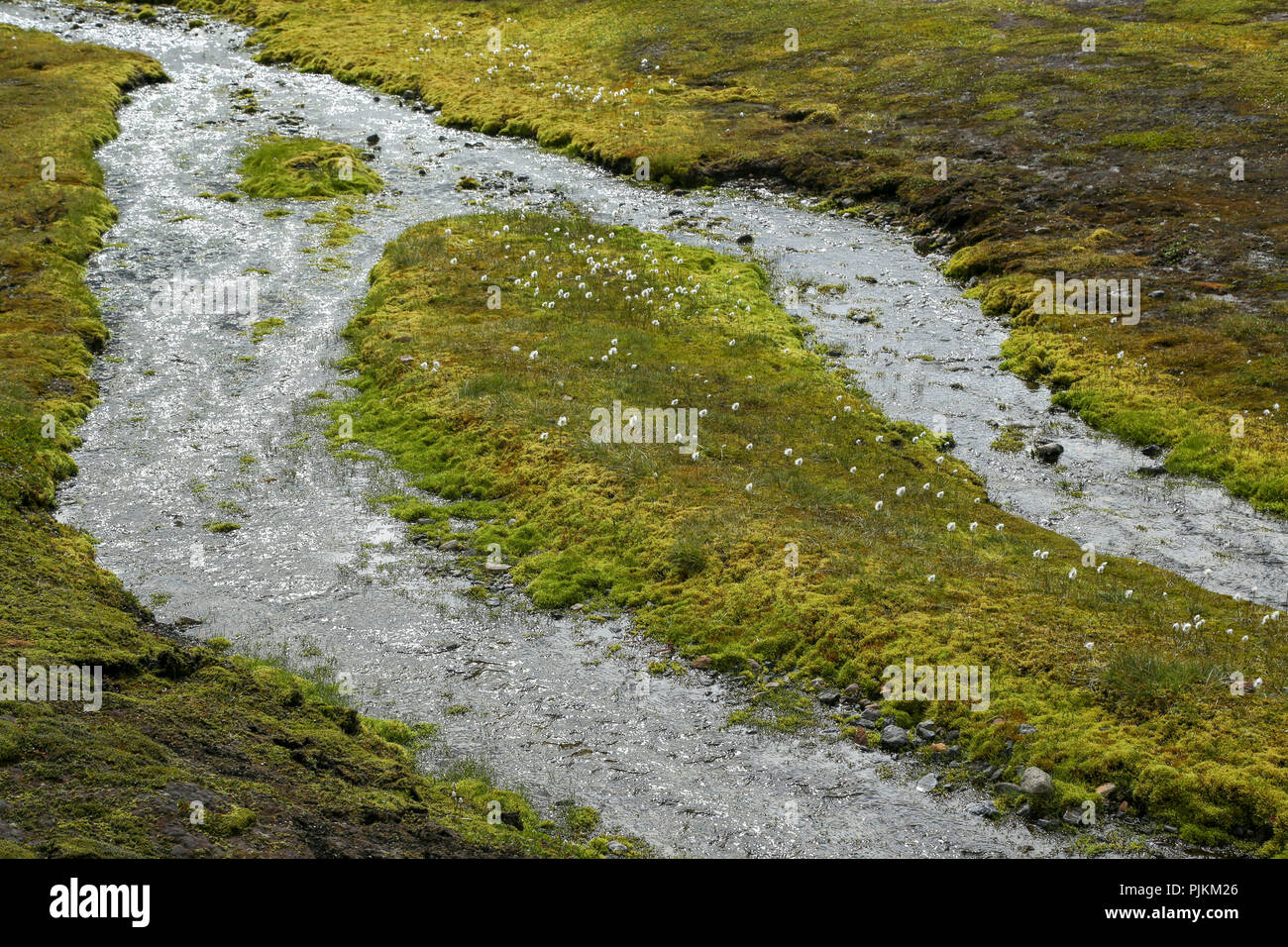 Island, Baumwolle gras wiese auf einer Insel in einem Abschied stream Stockfoto