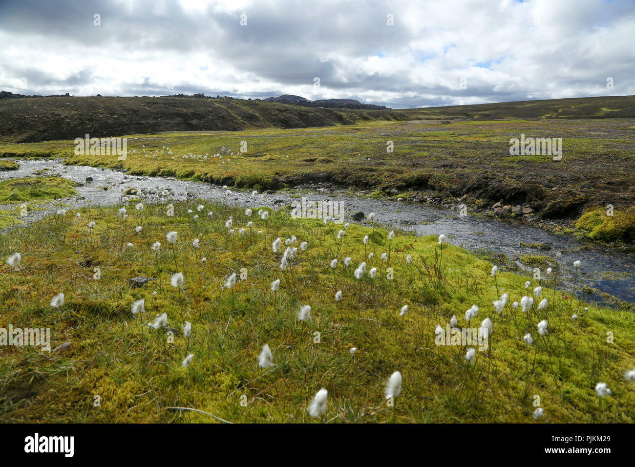 Island, Baumwolle gras wiese am Bach, im Hintergrund das alte Lavafeld Stockfoto