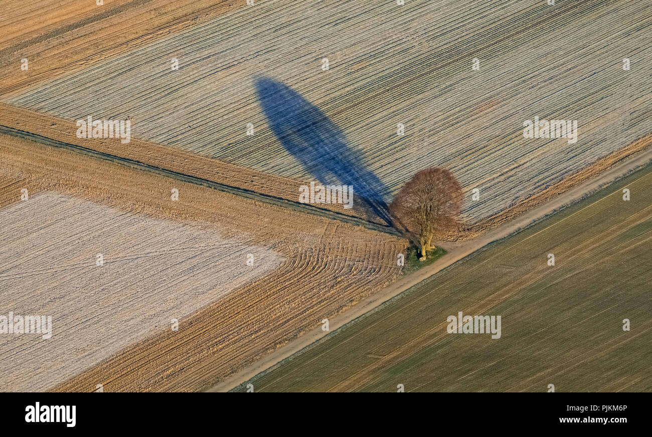 Baum mit Schatten auf eine unbefestigte Strasse, Feld, Landwirtschaft, Titz, Rheinland, Nordrhein-Westfalen, Deutschland Stockfoto