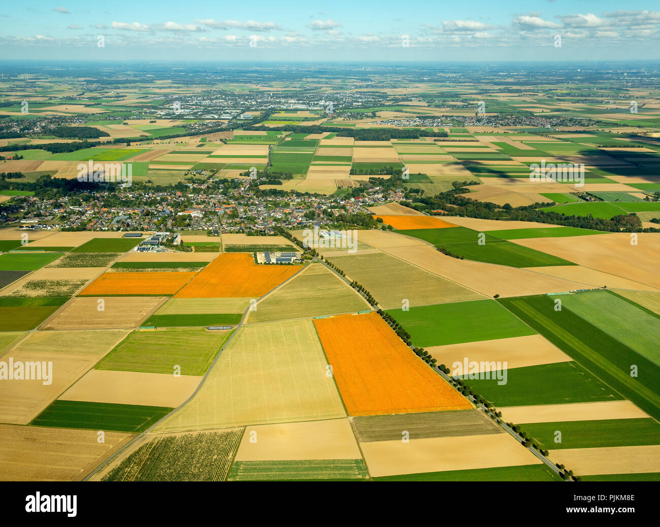 Kürbis Felder in der Nähe von erkelenz Löwenich, Landwirtschaft, pumpking Feld am Niederrhein, Linnich, Rheinland, Nordrhein-Westfalen, Deutschland Stockfoto