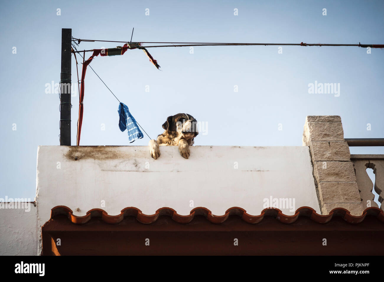 Ein großer Hund suchen über die Mauer und beobachtet die Umgebung Stockfoto