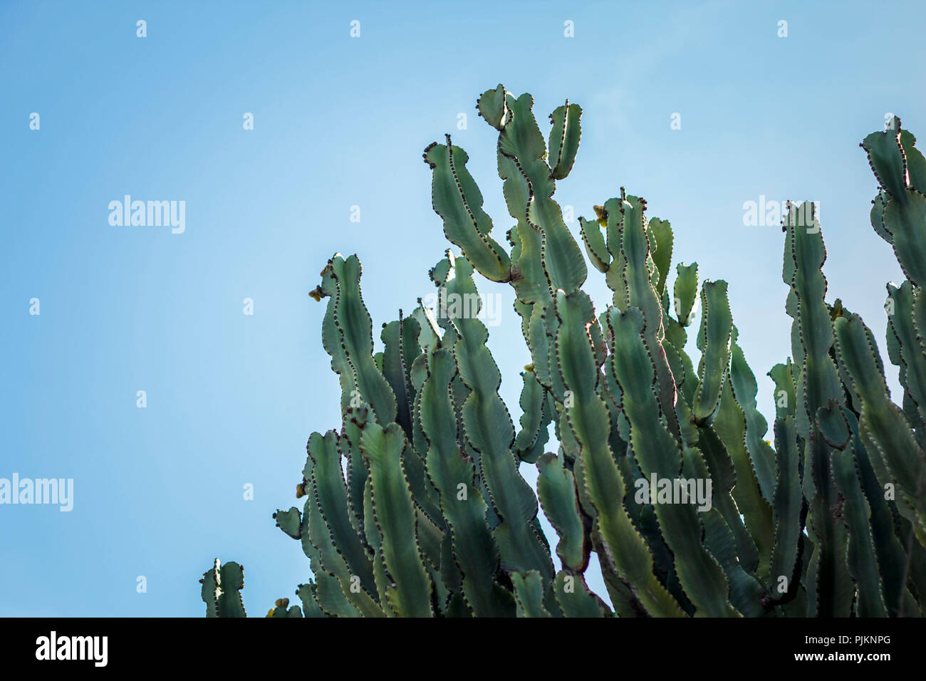 Ein großer Kaktus in die Hintergrundbeleuchtung vor blauem Himmel Stockfoto