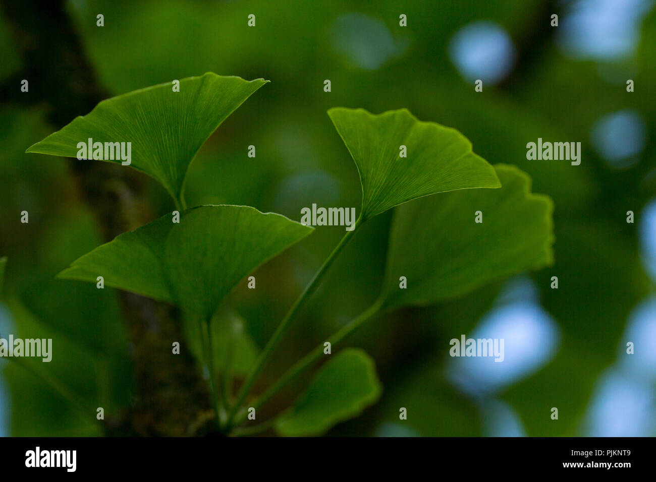 Ein ginkgobaum - der Natur des Überlebenden, Stockfoto