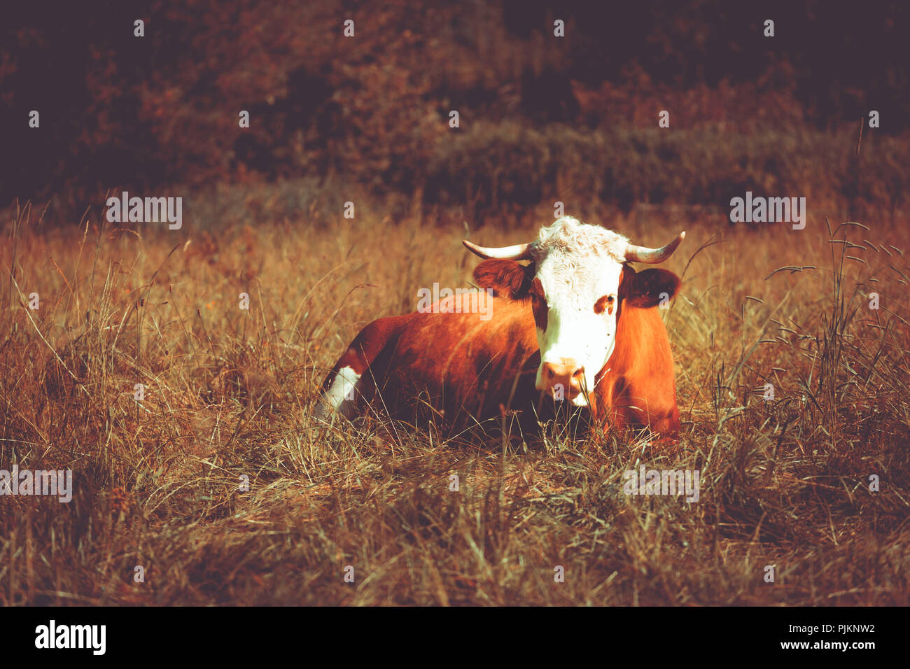 Eine rot-braune Liegende Kuh auf einer Wiese Stockfoto