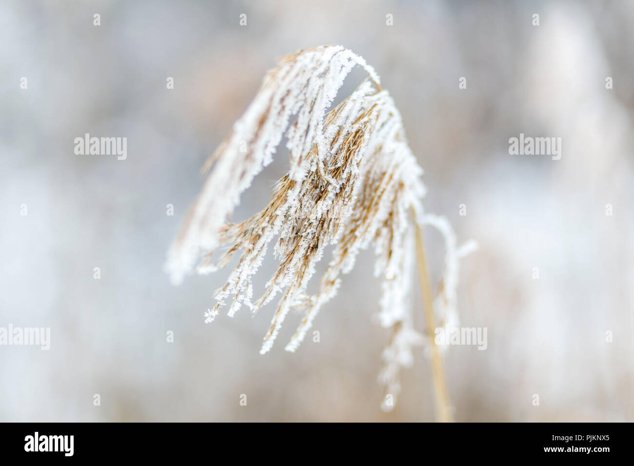 Schilf (Phragmites australis) im Winter gefroren, Stockfoto