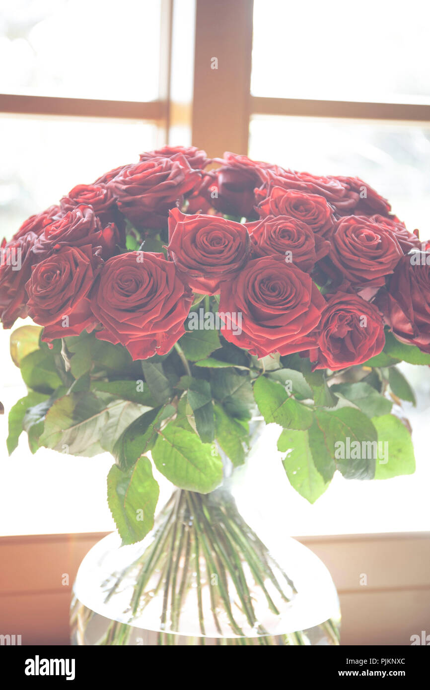 Ein volles Bouquet von langstielige rote baccara Rosen Stockfotografie -  Alamy