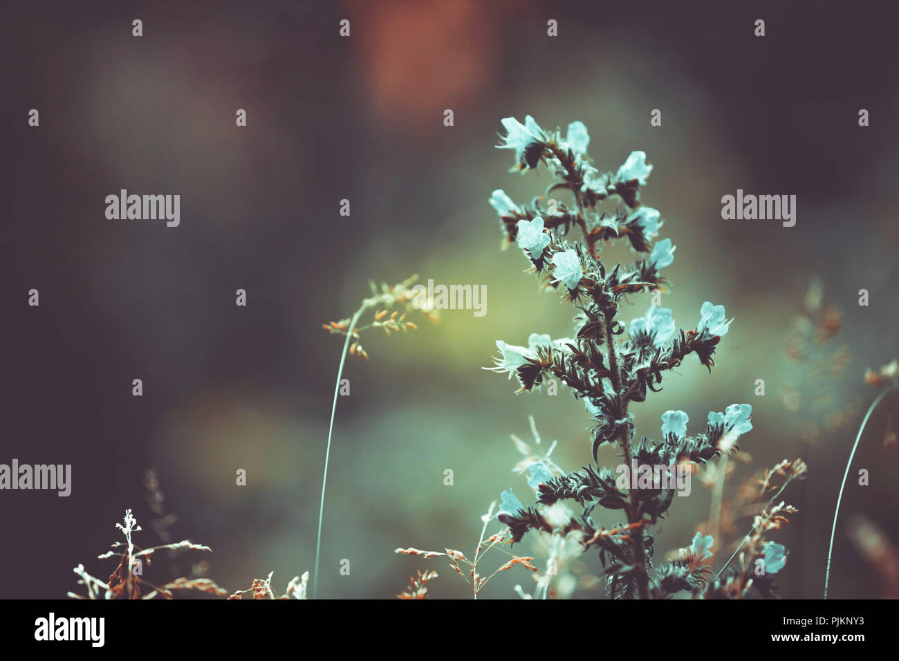 Moor Salbei - eine Pflanze mit kleinen blauen Blüten Stockfoto