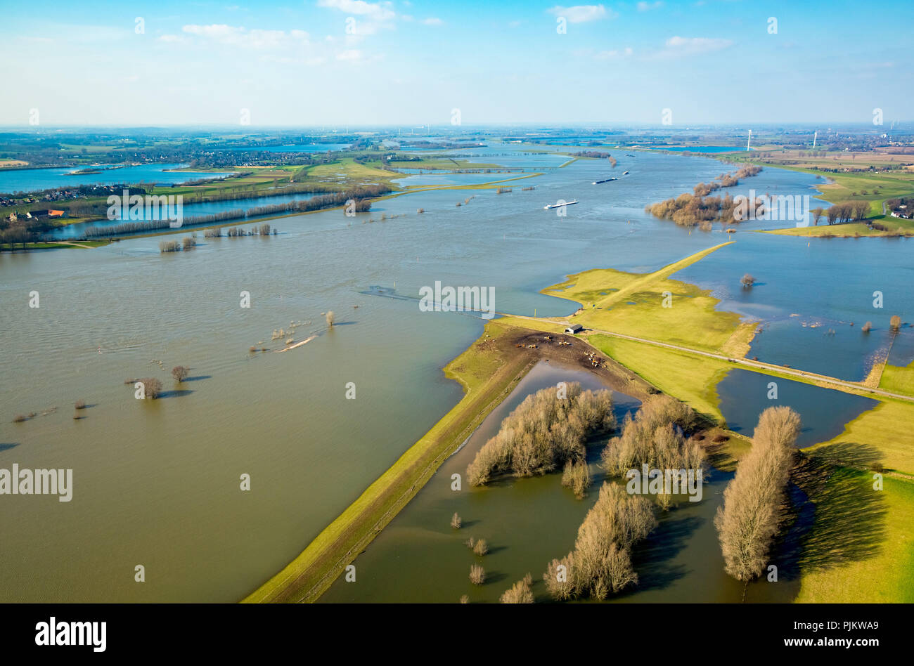 Mit Kühen in der Flut Kuhstall, Hochwasser am Rhein, Wesel, Niederrhein, Nordrhein-Westfalen, Deutschland Stockfoto