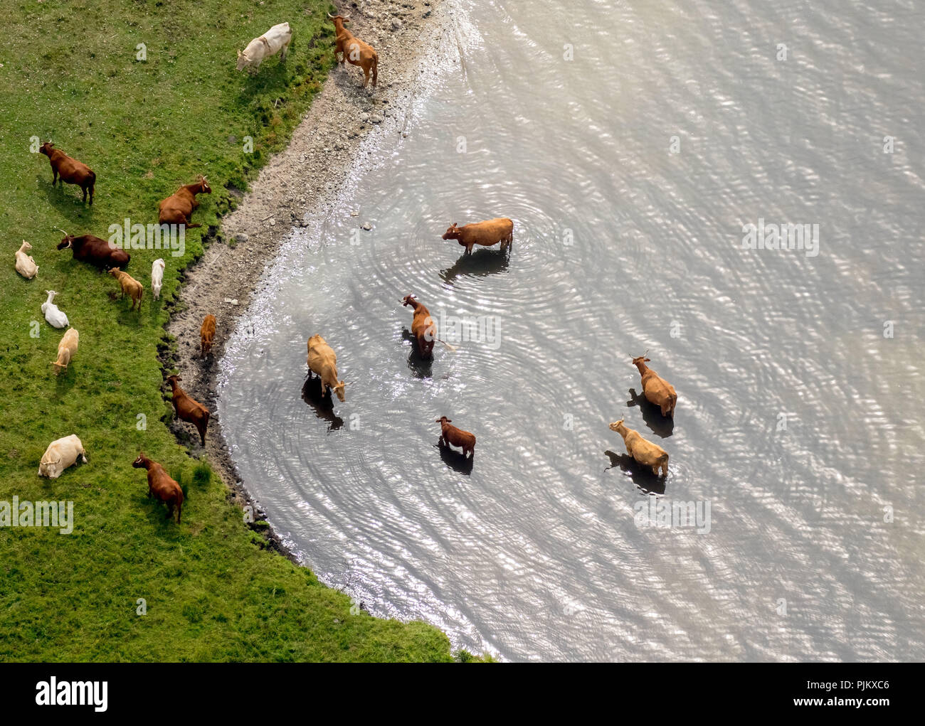 Baden Vieh, Mutter Kuhherde, Großer Schwerin und Steinhorn, Halbinsel in der Müritz unter Naturschutz, Ludorf, Mecklenburgische Seenplatte, Mecklenburgische Schweiz, Mecklenburg-Vorpommern, Deutschland Stockfoto