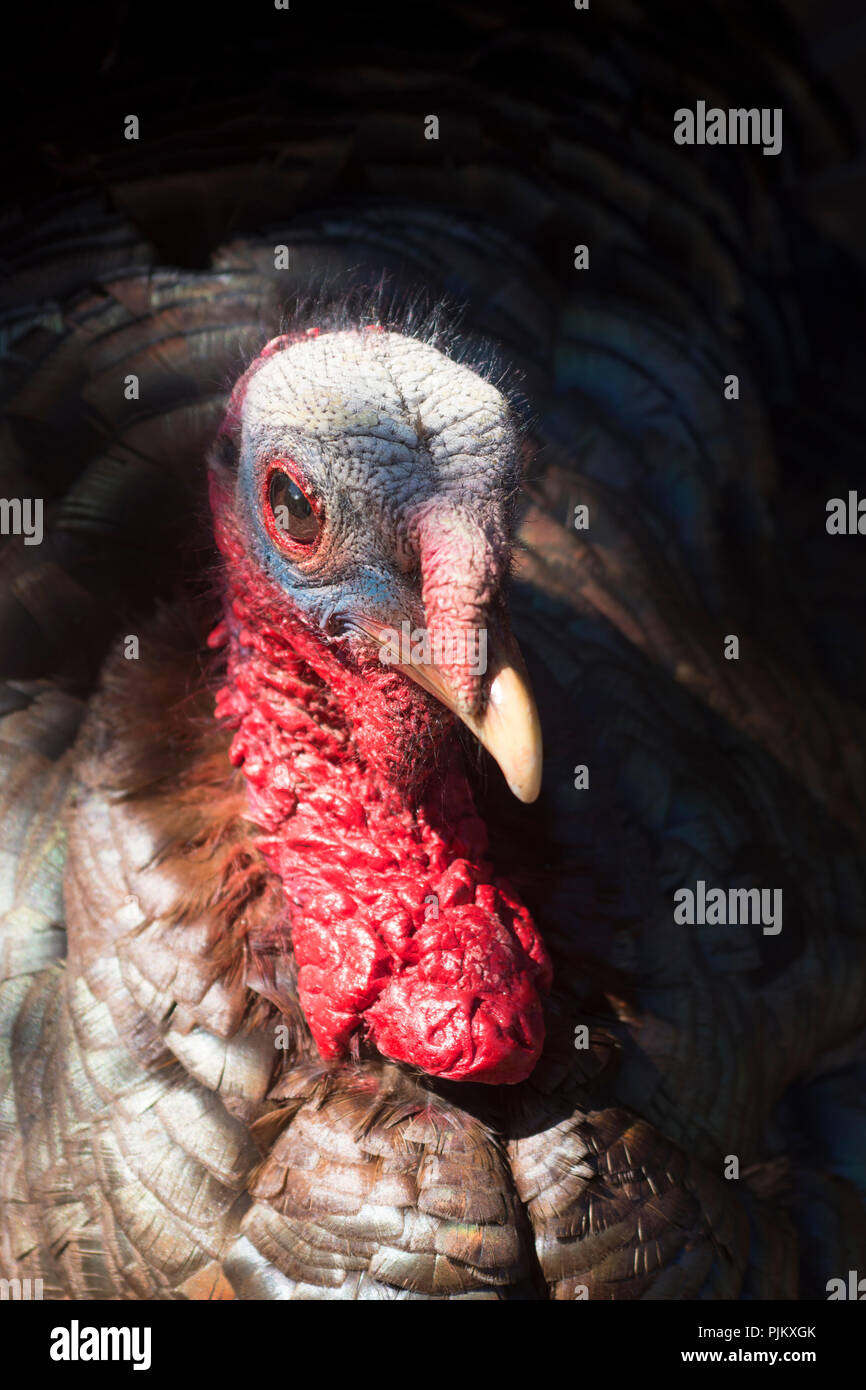 Ein Mann, der Türkei oder Tom (Cathartes Aura) Portrait in Hyannis, Massachusetts, auf Cape Cod, USA Stockfoto