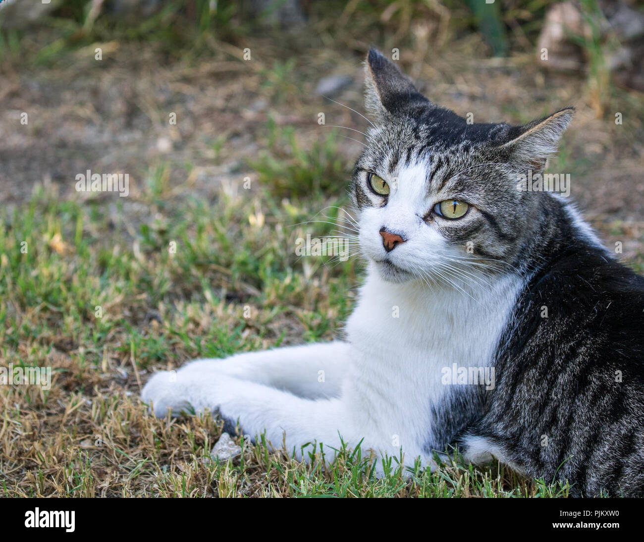 Katze - Felis silvestris catus oder Felis catus Stockfoto