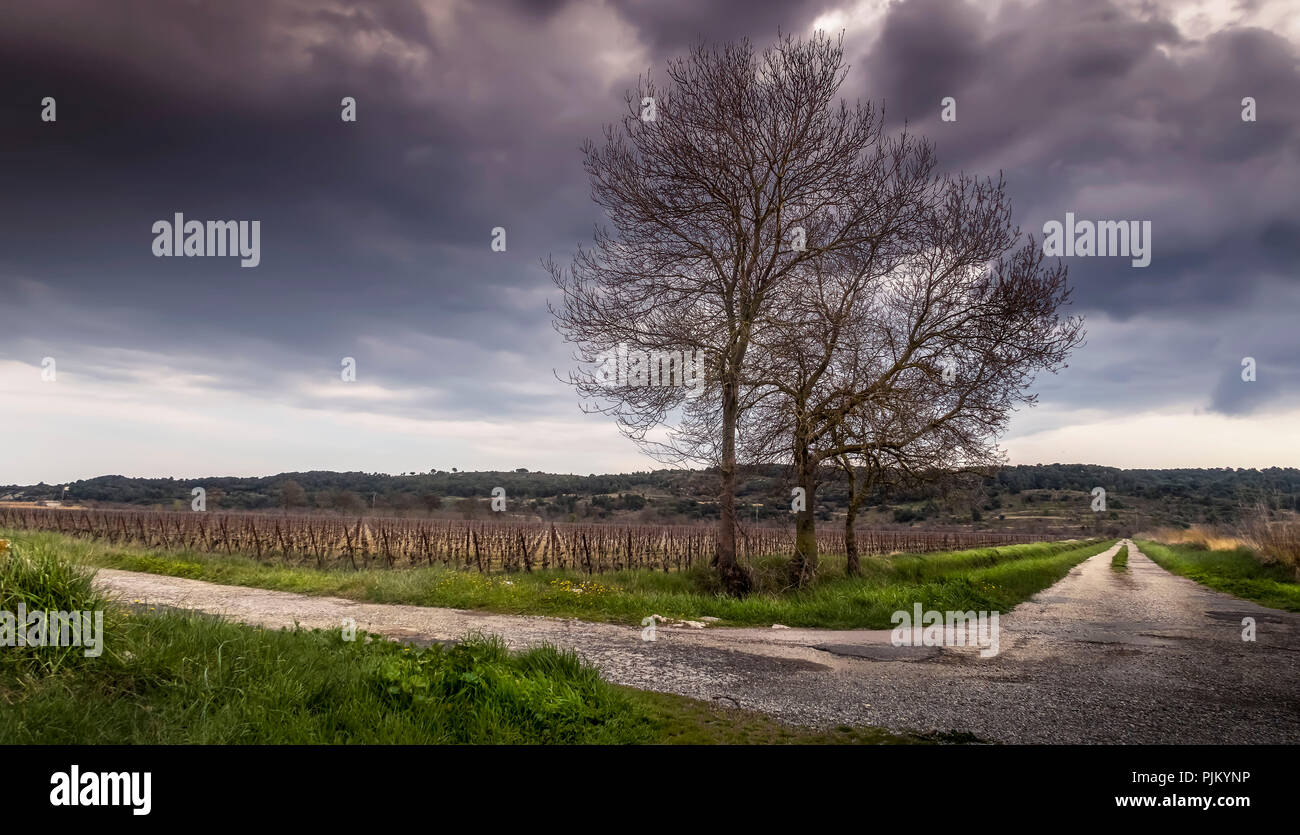 Bäume an der Kreuzung bei Fleury d'Aude Stockfoto