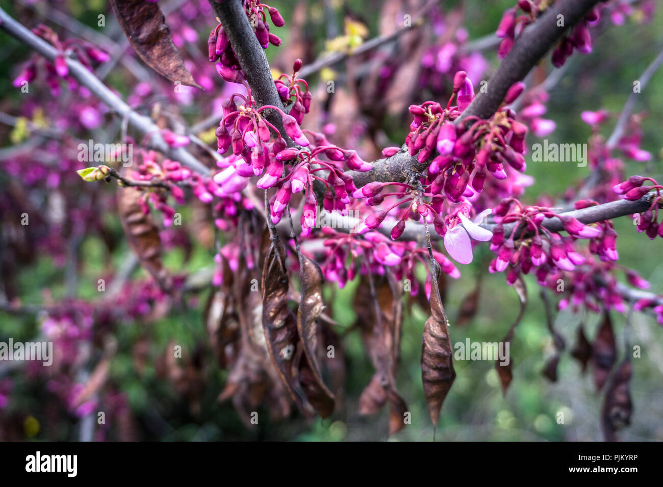 Blühende Judas Baum im Frühling in der Nähe von Bize Minervois, Stockfoto