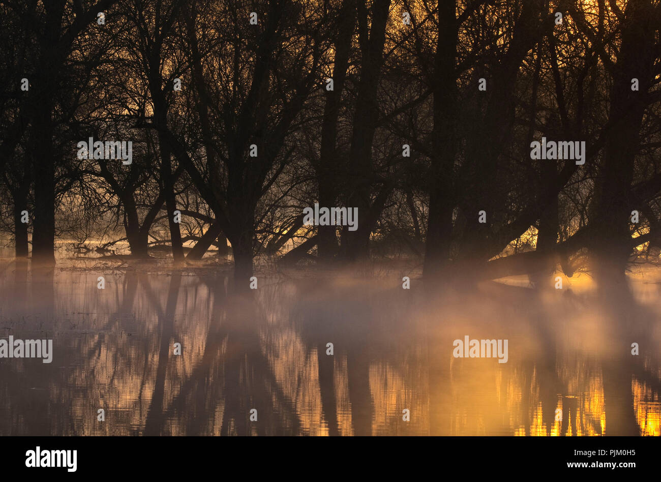 Deutschland, Brandenburg, Uckermark, Criewen, Nationalpark Unteres Odertal, Alte Weiden in der auwälder in der Nähe von Criewen, Morgenstimmung mit Nebel Stockfoto