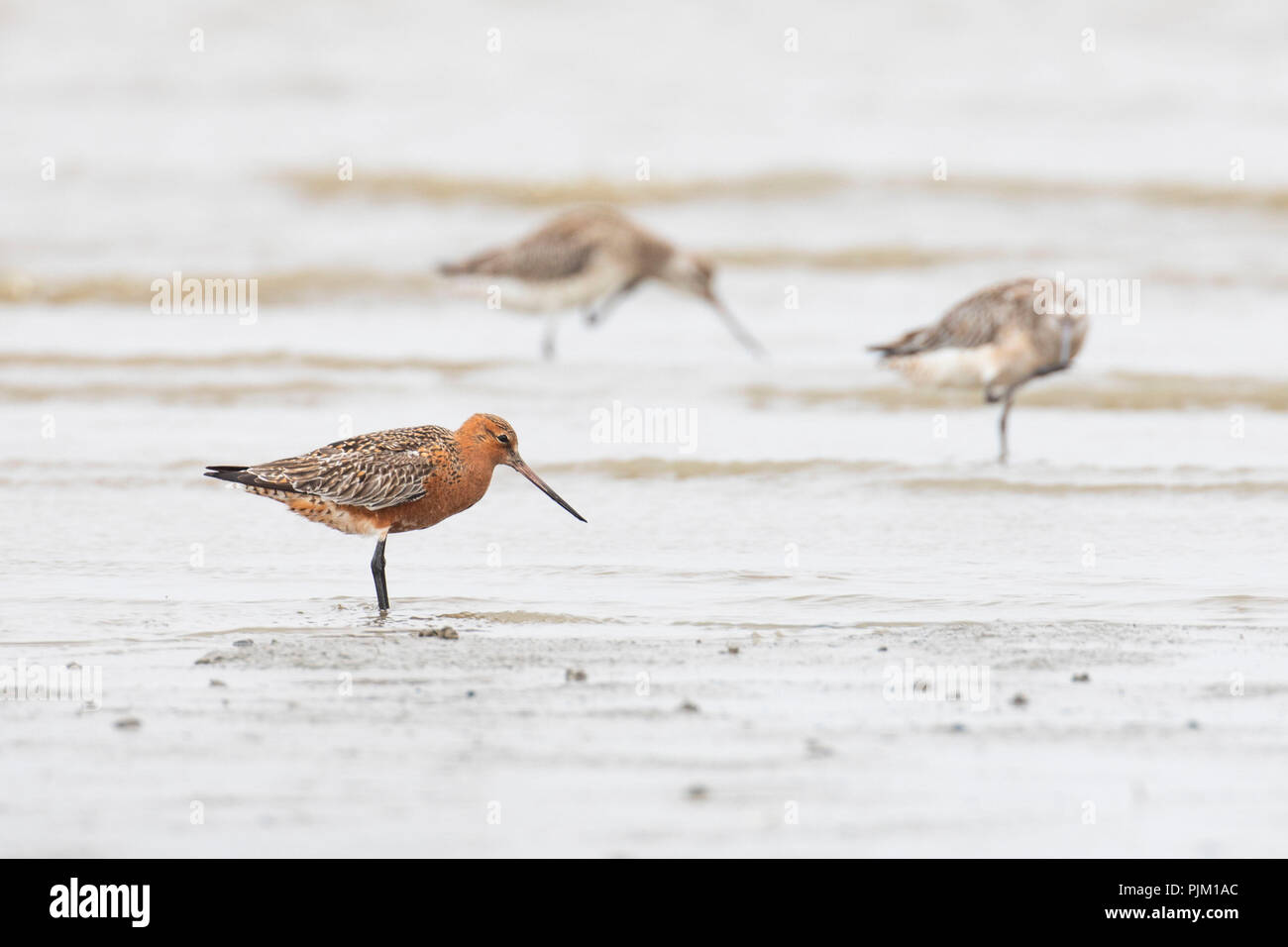 Bar-tailed Godwit, Limosa lapponica, Mann in einer bräutlichen Gefieder Stockfoto