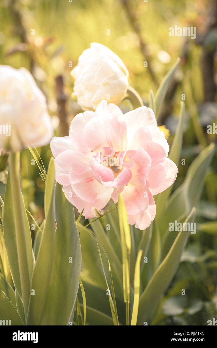 Blume Tulip Rosa Gefullt Stockfotografie Alamy