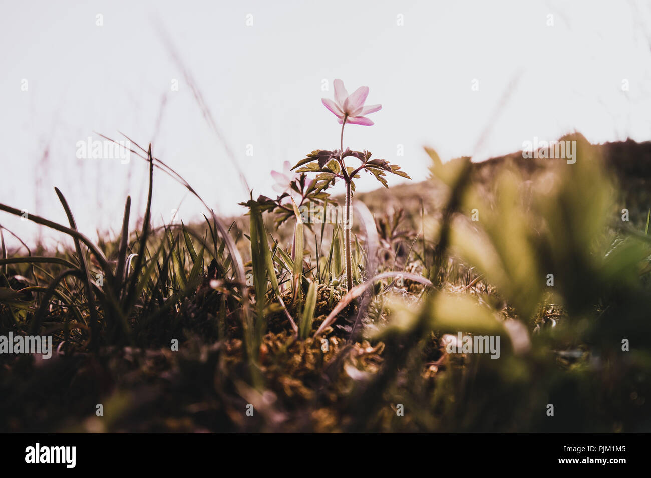 Wiese im Frühling, Blumen und Gräser in das besondere Licht Stockfoto