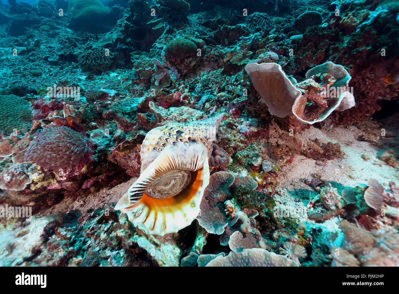 Riesige Triton, (Charonia tritonis), Nusa Lembongan, Bali, Indonesien Stockfoto