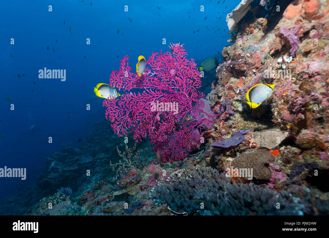 Gorgonie (Anthogorgia sp.) Mit Schwanz - Fleck Falterfische (Chaetodon ocellicaudus), Nusa Lembongan, Bali, Indonesien Stockfoto