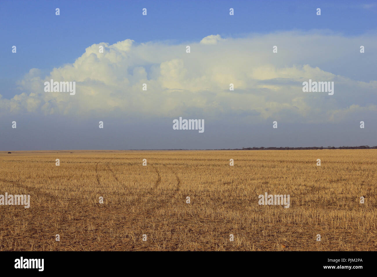 Eine trockene Australische Paddock Stockfoto