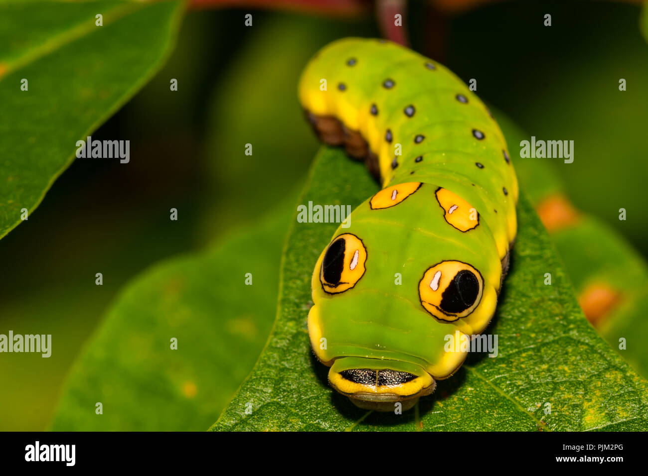 Spicebush Schwalbenschwanz Schmetterling Caterpillar (Papilio troilus) Stockfoto