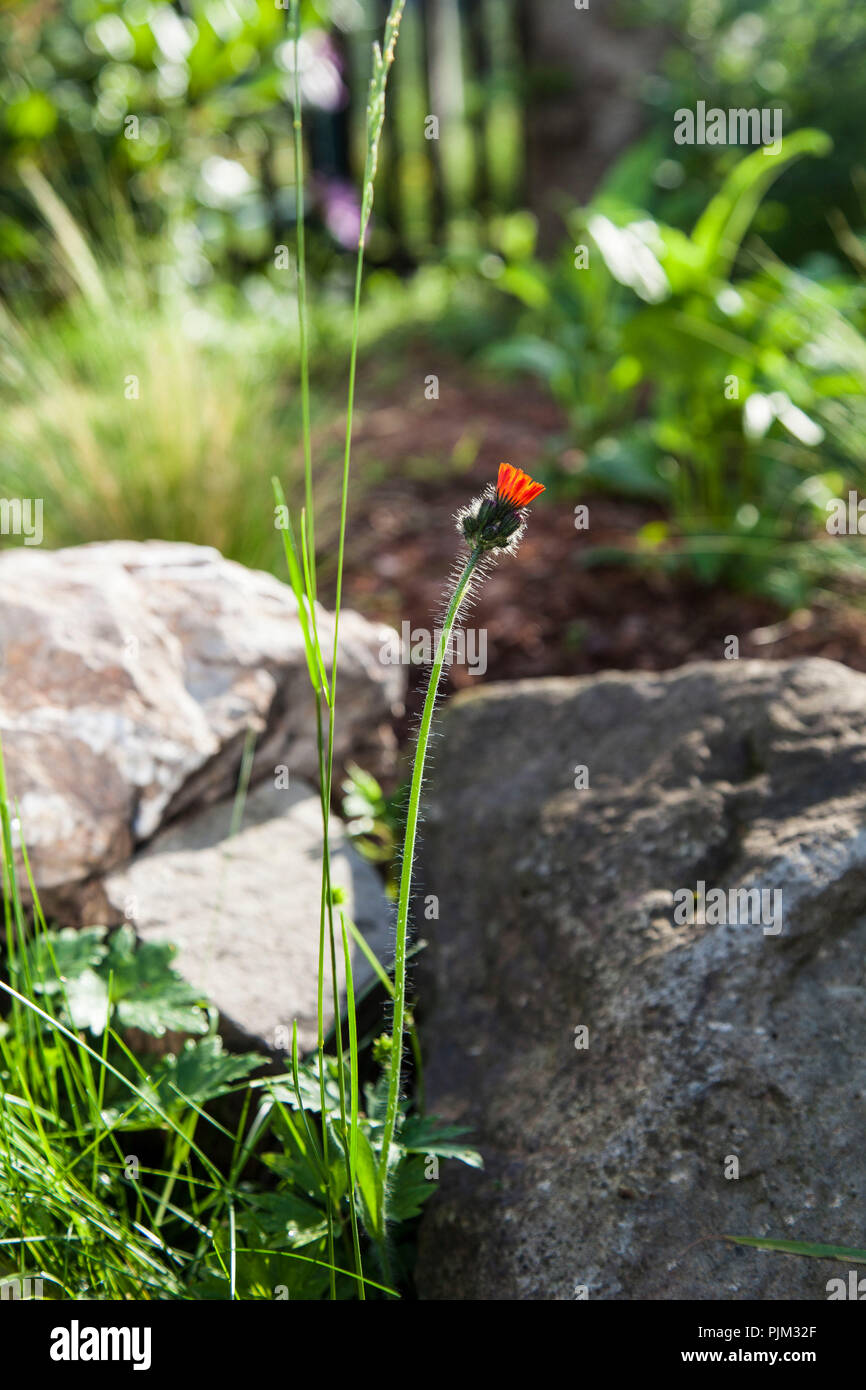 Gräser in den natürlichen Garten, Nahaufnahme Stockfoto