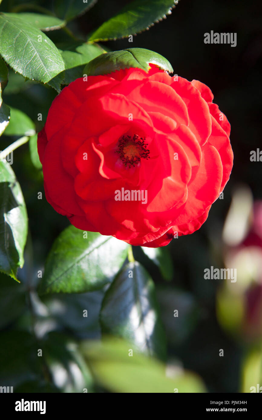 Rose in einem Garten, Nahaufnahme, Rosa Stockfoto
