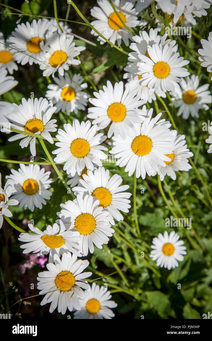 Blühende Margeriten in der Wiese, close-up Stockfoto