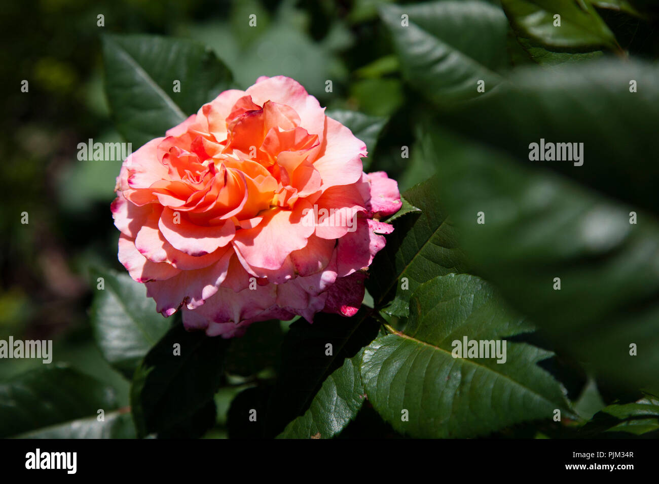 Rose in einem Garten, Rosa Stockfoto