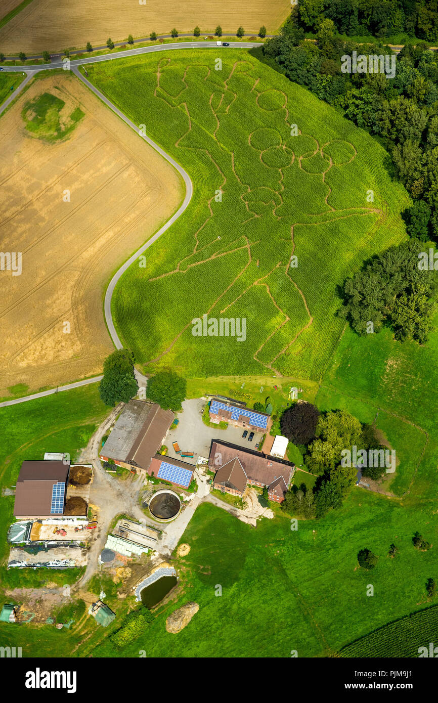 Luftaufnahme Mais Irrgarten mit olympischen Motiven, Münsterland, Bauer Benedikt Lünemann vom Bauernhof Lünemann in Cappenberg ein Motiv Labyrinth jedes Jahr einpflanzen, Selm, Nordrhein-Westfalen, Deutschland, Europa, Stockfoto