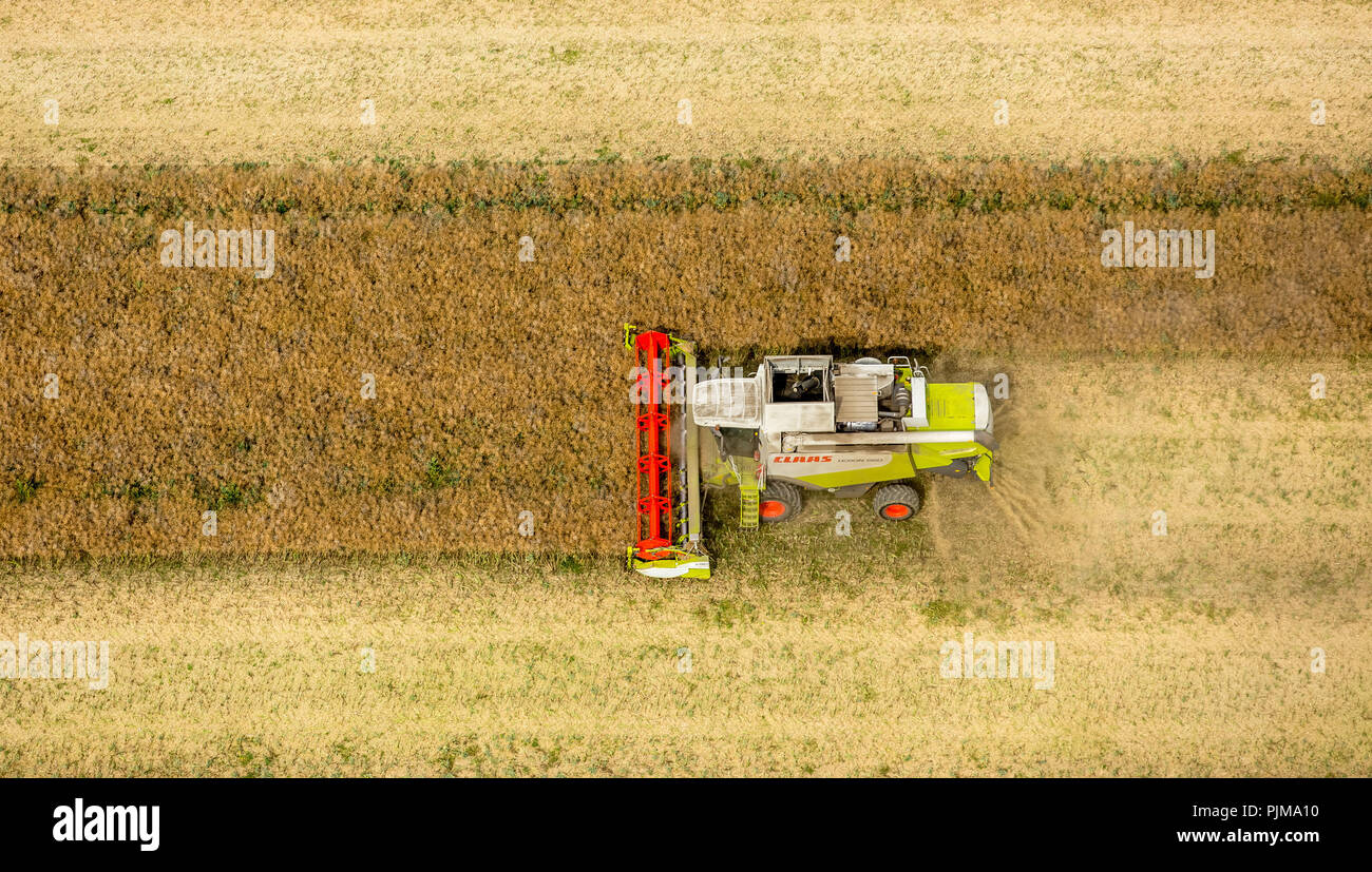 Getreideernte, Claas Mähdrescher bei der Ernte, Landwirtschaft, Vipperow, Mecklenburgische Seenplatte, Mecklenburg-Vorpommern, Deutschland Stockfoto