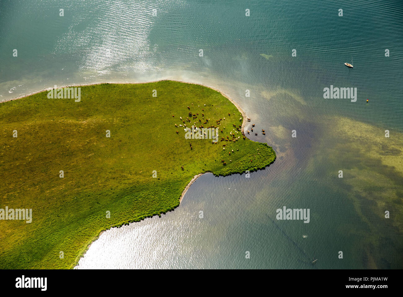 Baden Rinder, Großer Schwerin und Steinhorn, Halbinsel in der Müritz unter Naturschutz, Ludorf, Mecklenburgische Seenplatte, Mecklenburgische Schweiz, Mecklenburg-Vorpommern, Deutschland Stockfoto