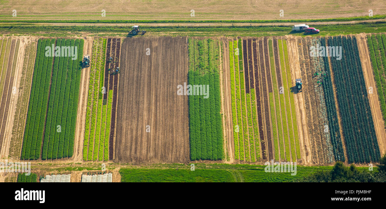 Gemüse Ernte in Kirchlengern auf Gemüsefeldern, landwirtschaftlichen Arbeitnehmers Traktor, Kirchlengern, Ostwestfalen, NRW, Deutschland Stockfoto