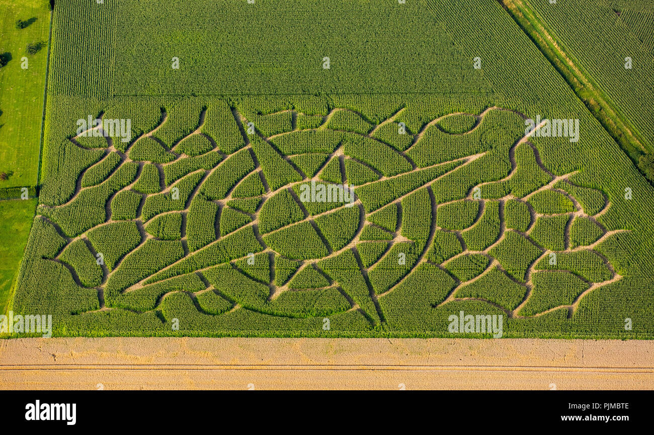 Labyrinth Mais in der Form einer Windrose, Mais Kunst, Labyrinth, Gemüse Hof Eickhoff in Soest, Soest, Soester Börde, Bad Sassendorf, Nordrhein-Westfalen, Deutschland Stockfoto