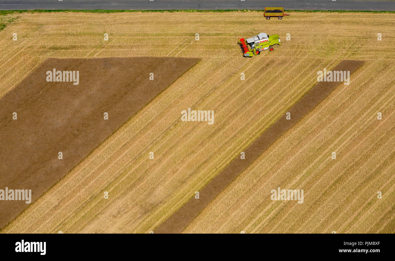 Ernte mit Mähdrescher auf einem Feld, Suttrop, Warstein, Sauerland, Soester Börde, Nordrhein-Westfalen, Deutschland kombinieren Stockfoto