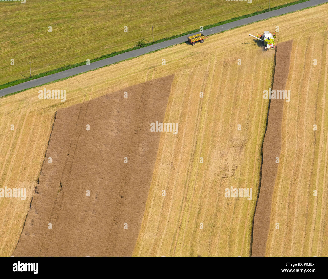 Ernte mit Mähdrescher auf einem Feld, Suttrop, Warstein, Sauerland. Soester Börde, Nordrhein-Westfalen, Deutschland Stockfoto
