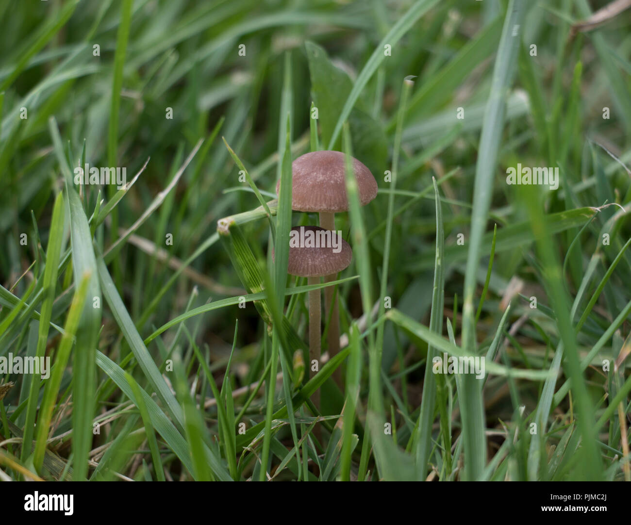 Kleine braune Pilze wachsen in eine Rasenfläche. Der Mäher Pilz im langen Gras versteckt. Stockfoto