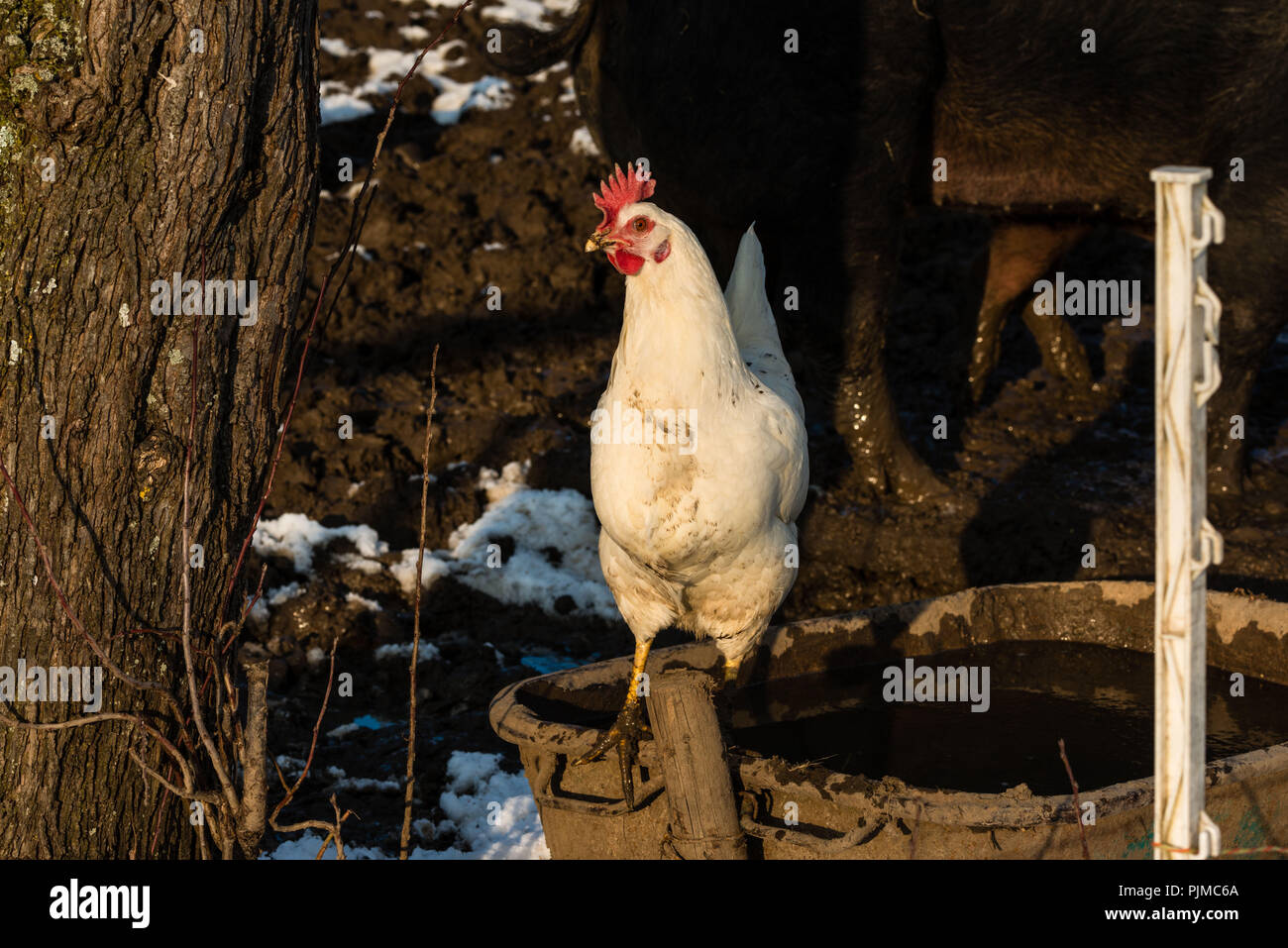 Weißes Huhn draußen, Winter Stockfoto