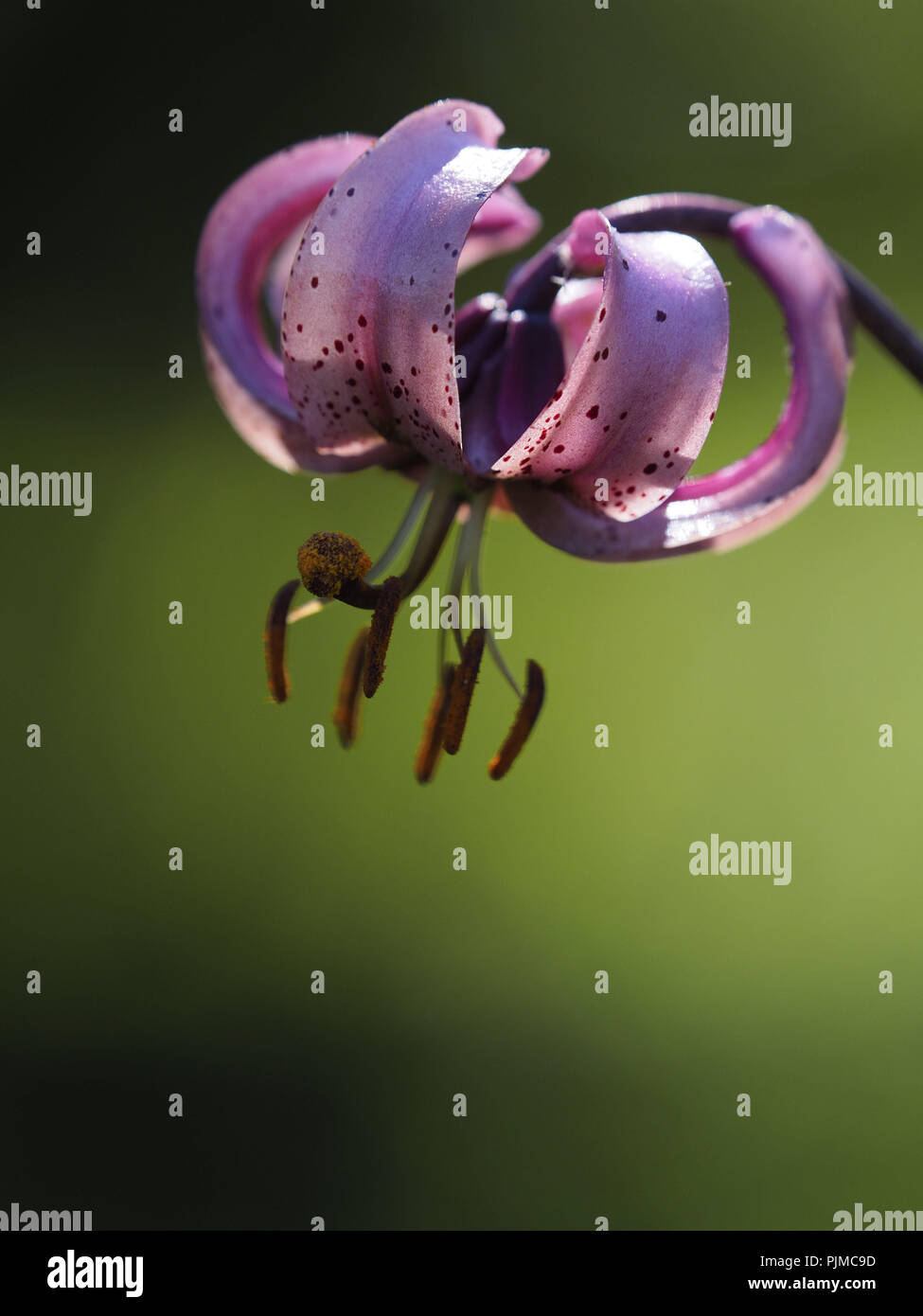 Martagon, martagon Lily, Lilium martagon Stockfoto
