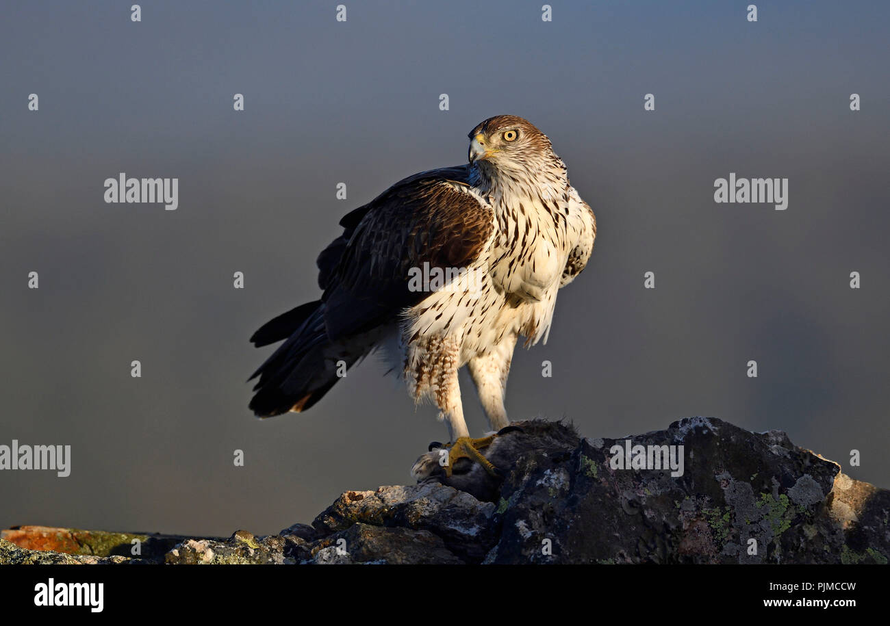 Bonelli's Eagle (Aquila fasciata) mit erfassten Kaninchen, Extremadura, Spanien Stockfoto