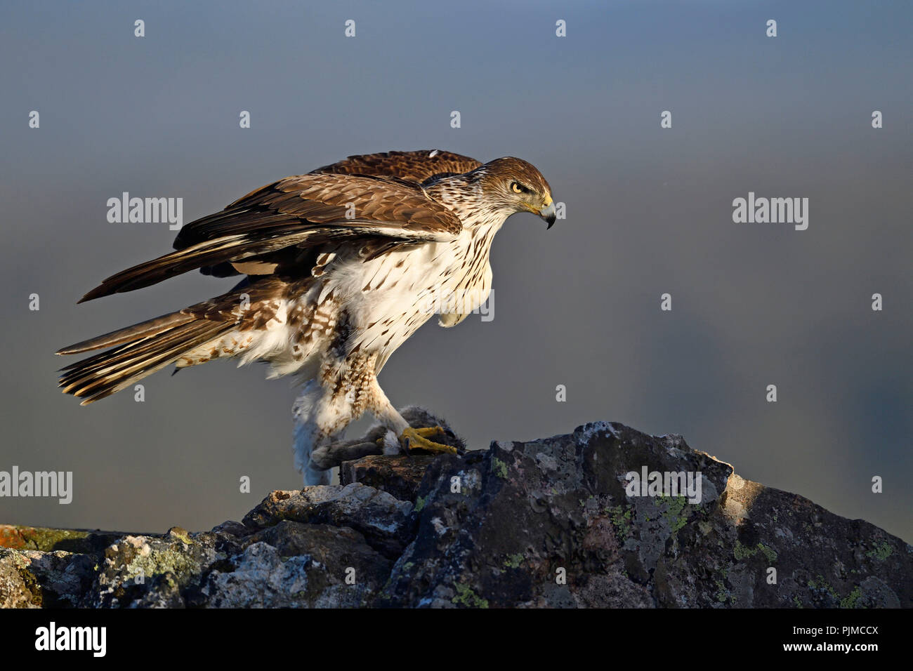 Bonelli's Eagle (Aquila fasciata) mit erfassten Kaninchen, Extremadura, Spanien Stockfoto