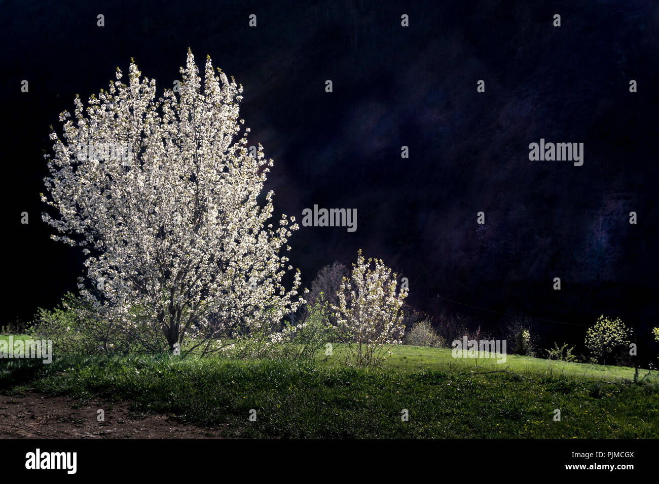Blühenden Kirschbaum im Frühjahr in Evol Stockfoto
