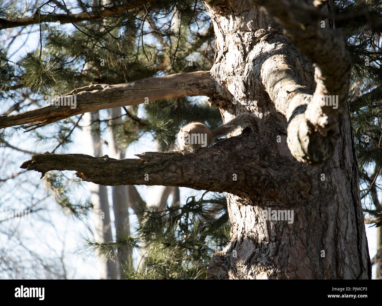 Eichhörnchen sitzen auf dem Baum und das Essen von Muttern. Kleine Tier in der wilden Lebensraum Wald. Stockfoto
