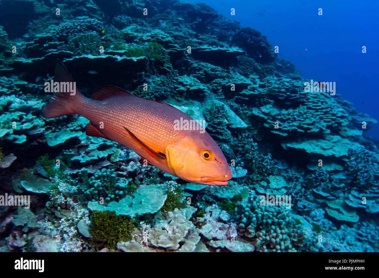 Ein neugieriger Red Snapper oder Rot bass Ansätze Taucher auf dem Riff in Millennium Atoll, auch als Caroline Insel in Kiribati, South Pacific bekannt Stockfoto