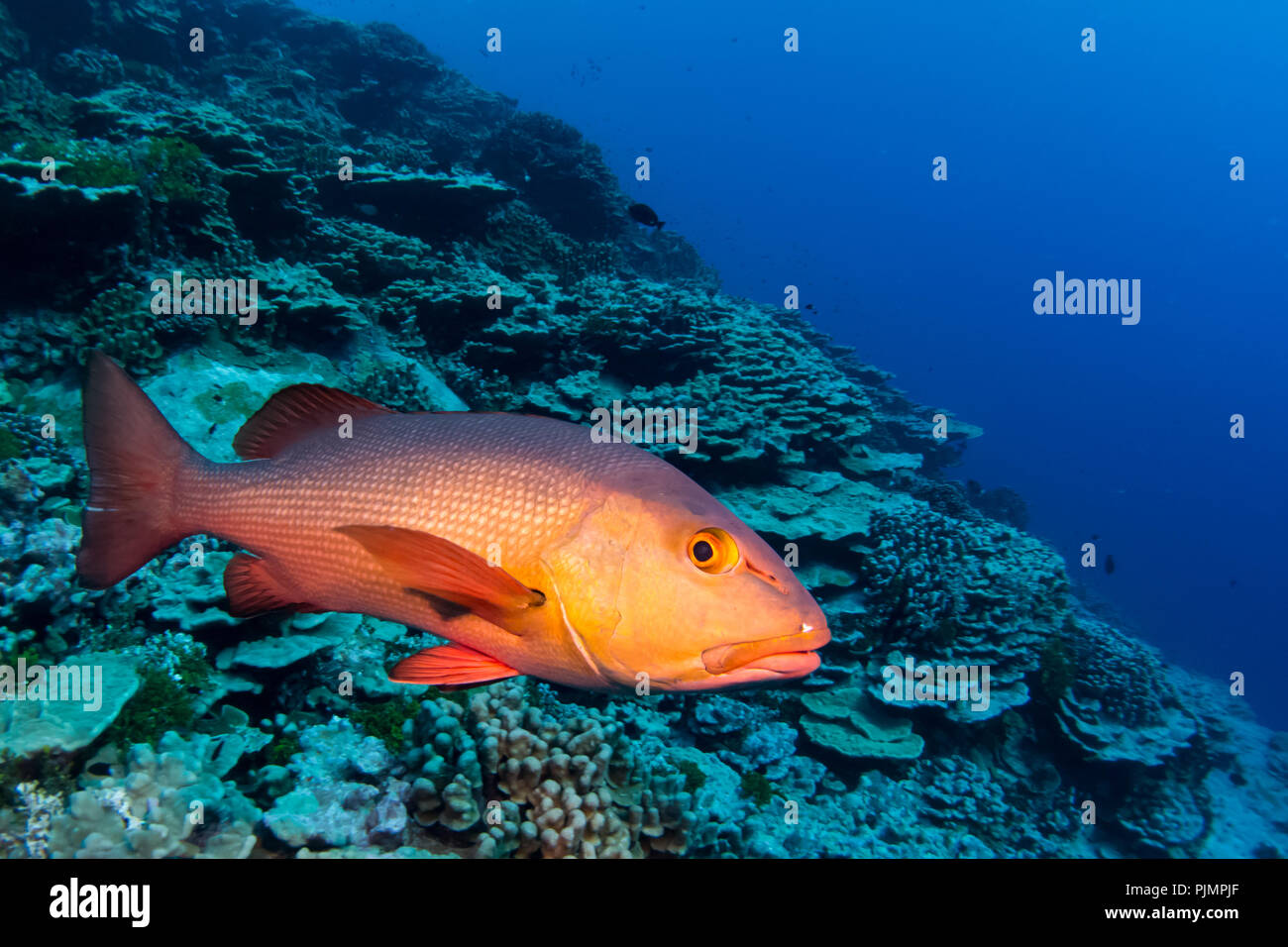 Ein neugieriger Red Snapper oder Rot bass Ansätze Taucher auf dem Riff in Millennium Atoll, auch als Caroline Insel in Kiribati, South Pacific bekannt Stockfoto